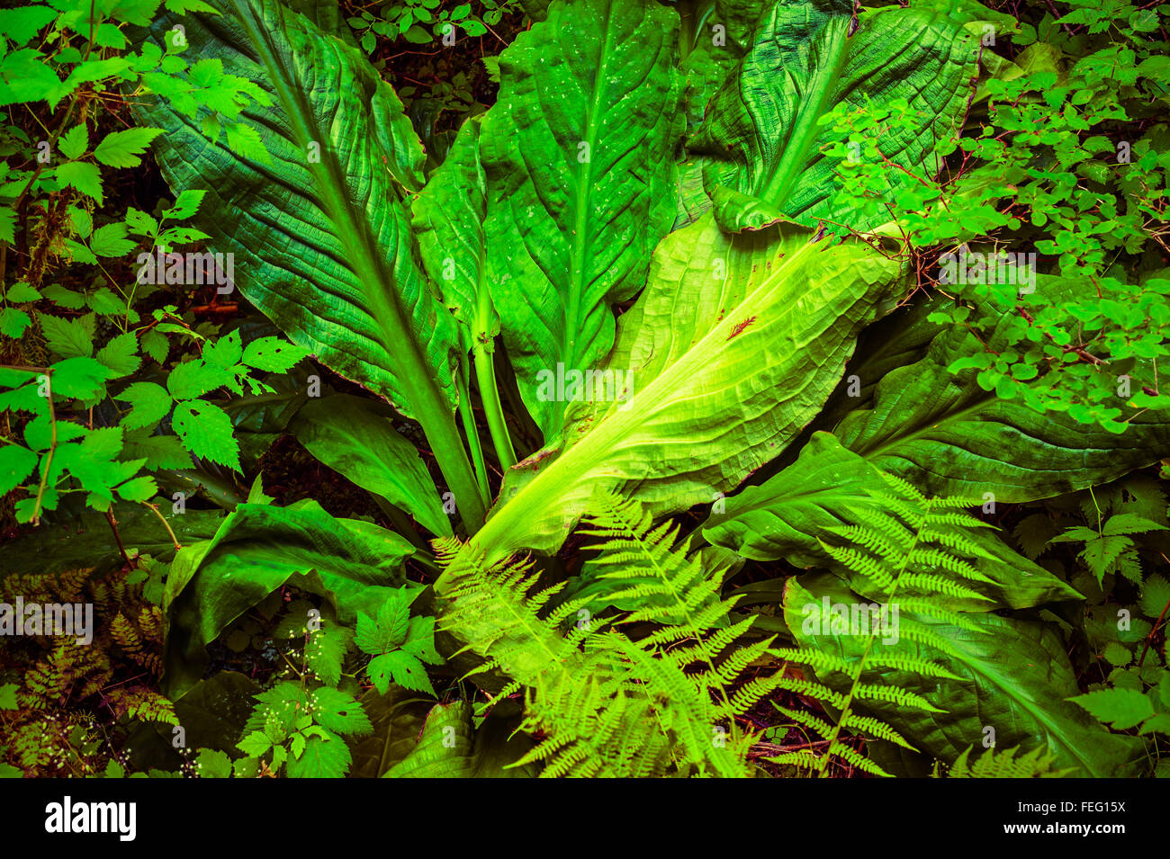 Choux, Lysichiton americanum commence à se flétrir et de décroissance près de Sitka, Alaska, USA. Banque D'Images