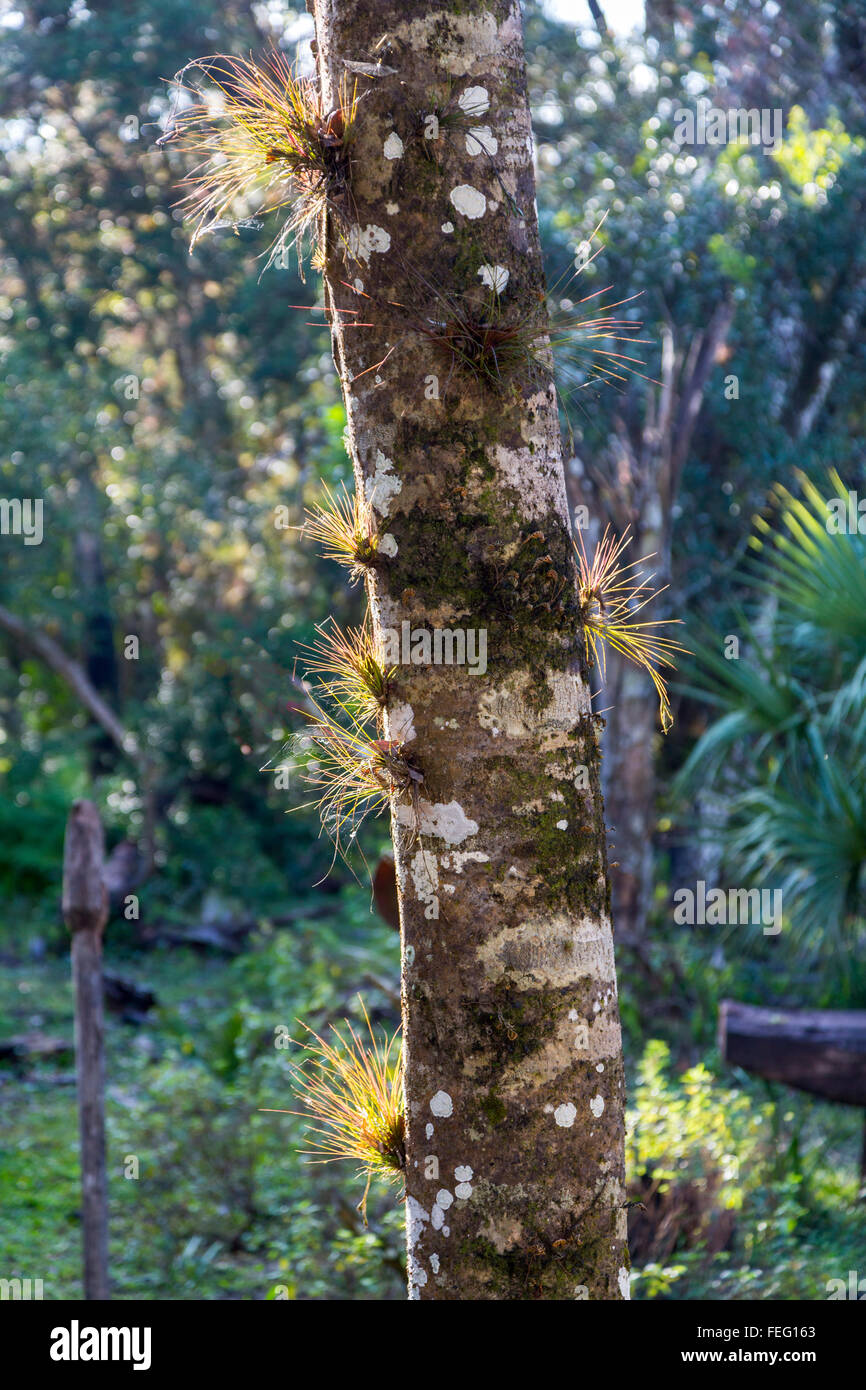 Shoestring Fern (Vittaria lineata), sud de la Floride. Banque D'Images Shoestring Fern (Vittaria lineata), sud de la Floride. Banque D'Images
