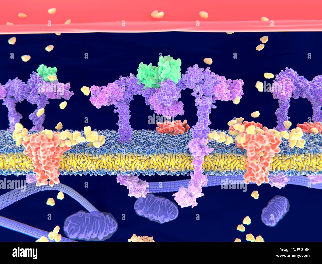 complexe protéique transmembranaire rhésus