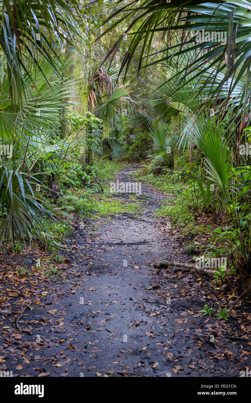 Sentier à travers la végétation dans un hamac de feuillus tropicaux, la communauté sud de la Floride. Banque D'Images