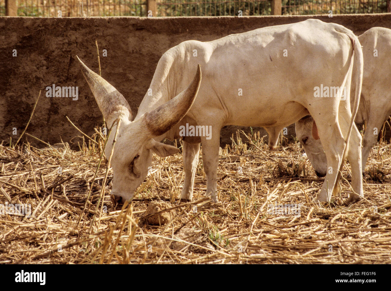 Le Niger, Niamey. Le lac Tchad, la vache de race Kouri, descendant de Bos taurus Longifrons. Banque D'Images