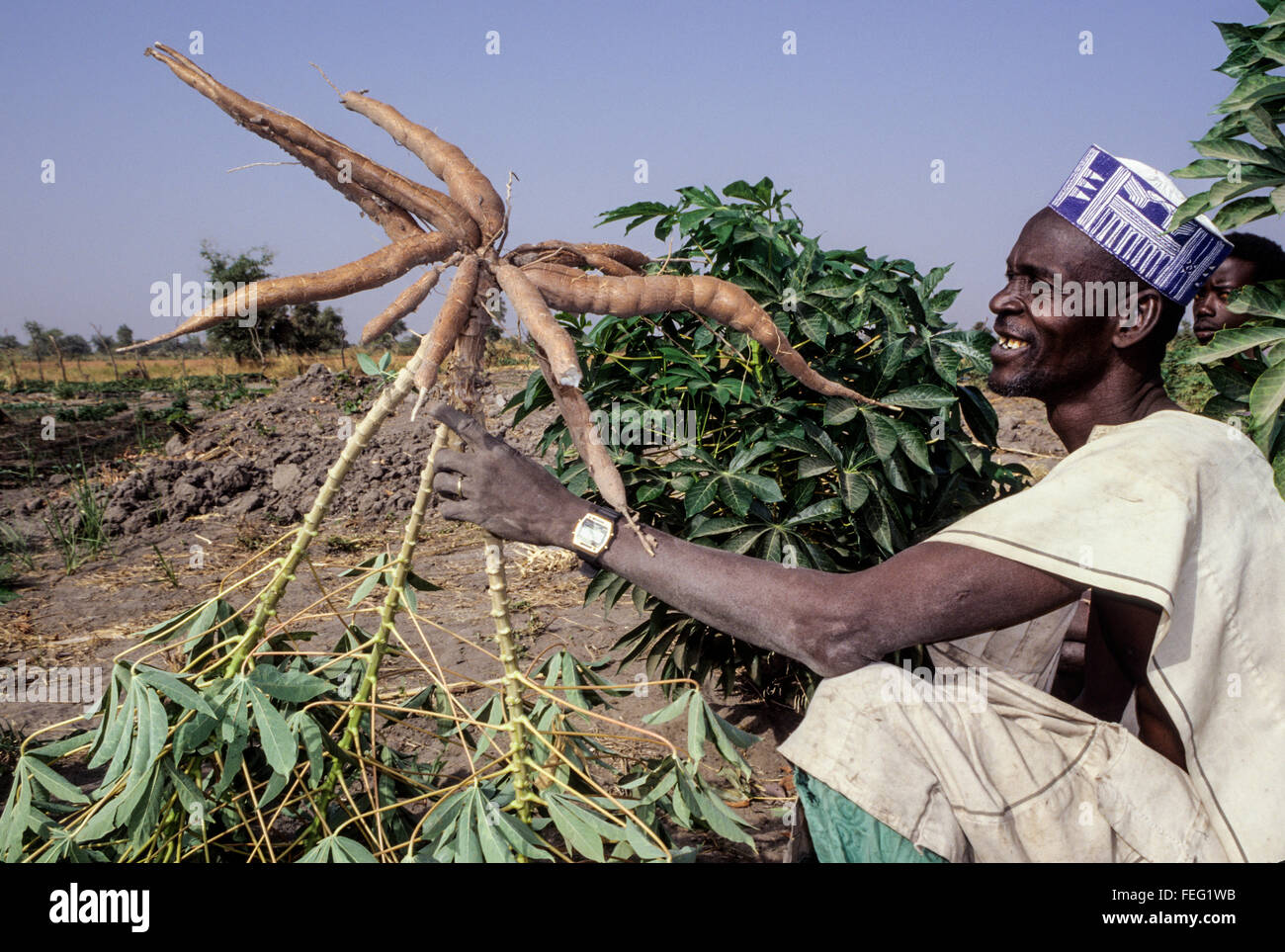 Le Niger, Falmeye, Afrique de l'Ouest. Fermier heureux de sa récolte de manioc. Banque D'Images