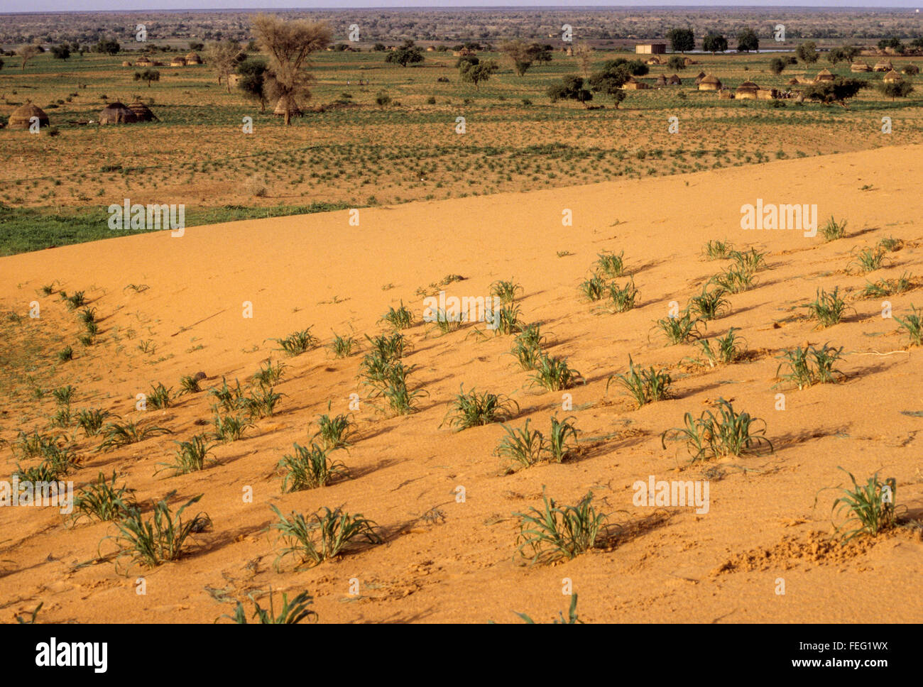 Le Niger, Afrique de l'Ouest. Les jeunes grâce à la germination de Millet le sol sableux, près de Niamey. Banque D'Images