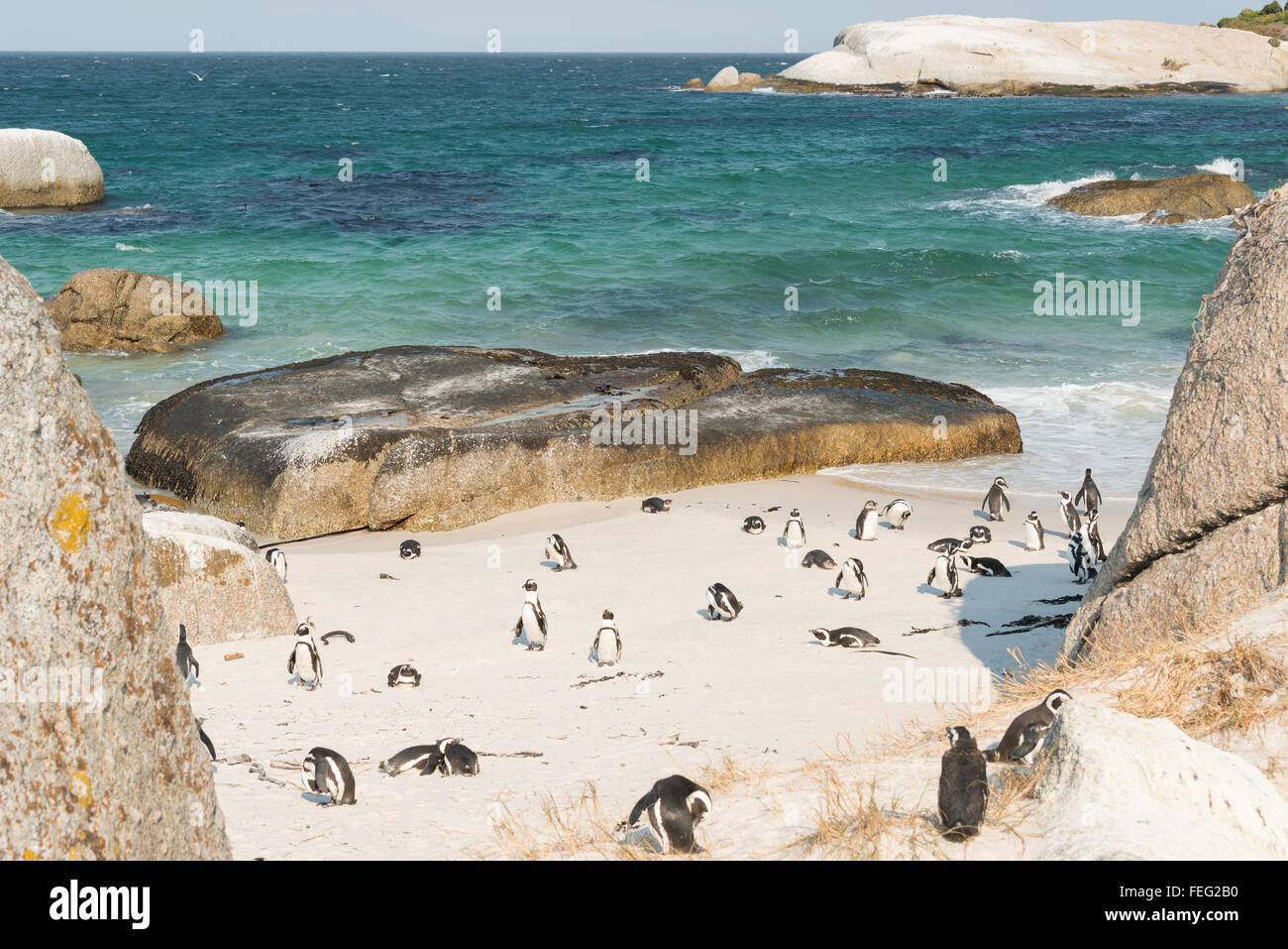 Pingouins africains sur la plage de Boulders, Simon's Town, péninsule du Cap, ville du Cap Municipalité, Western Cape, Afrique du Sud Banque D'Images