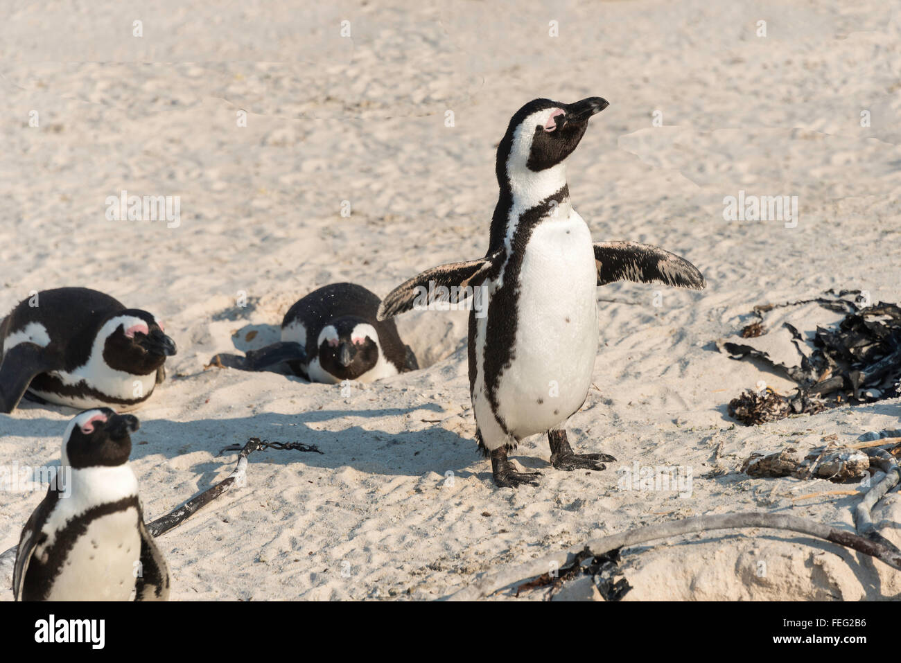 Pingouins africains (Spheniscus demersus) sur la plage de Boulders, Simon's Town, péninsule du Cap, ville du Cap Municipalité, Western Cape, Afrique du Sud Banque D'Images