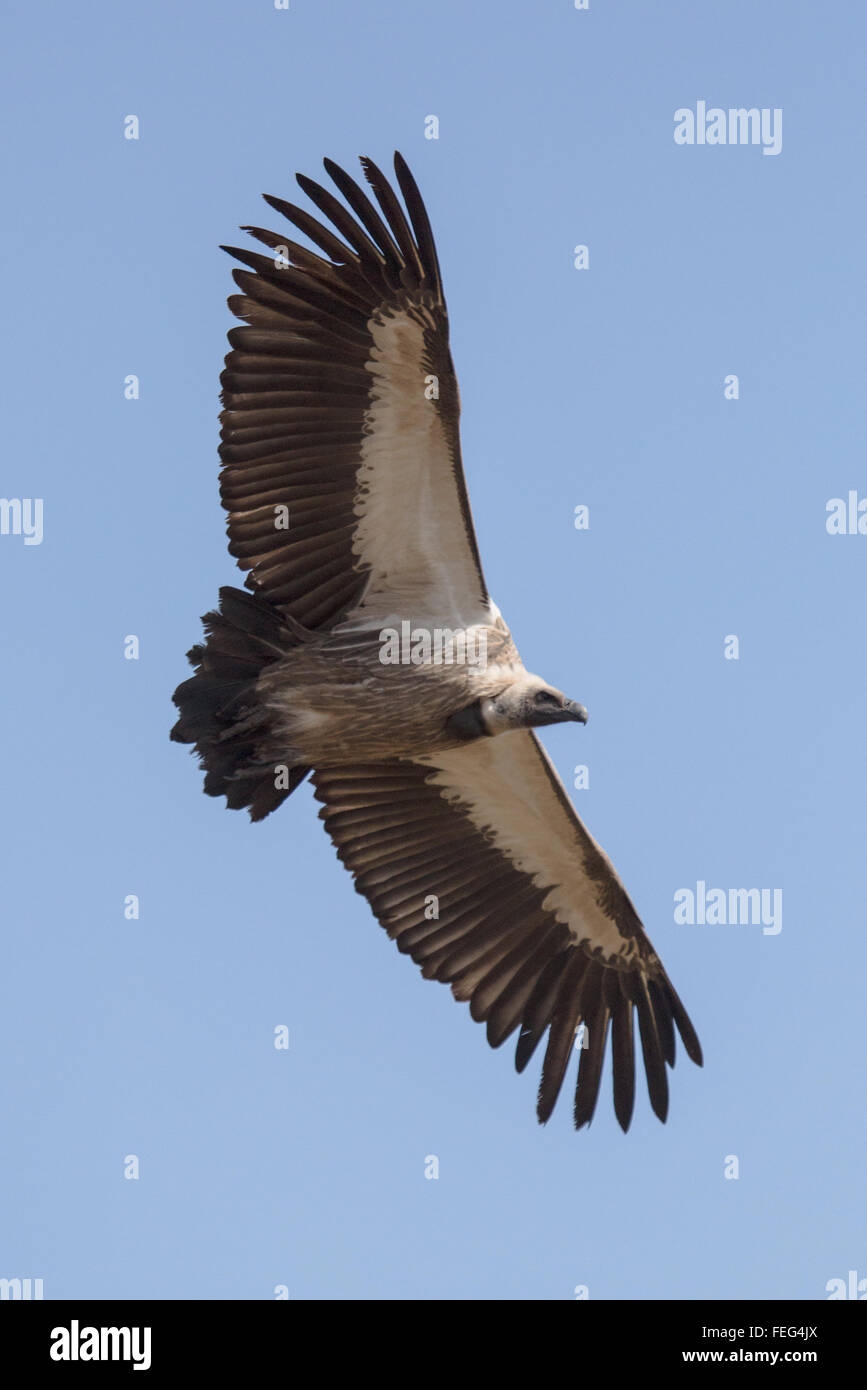 Vulture en brousse africaine Banque D'Images