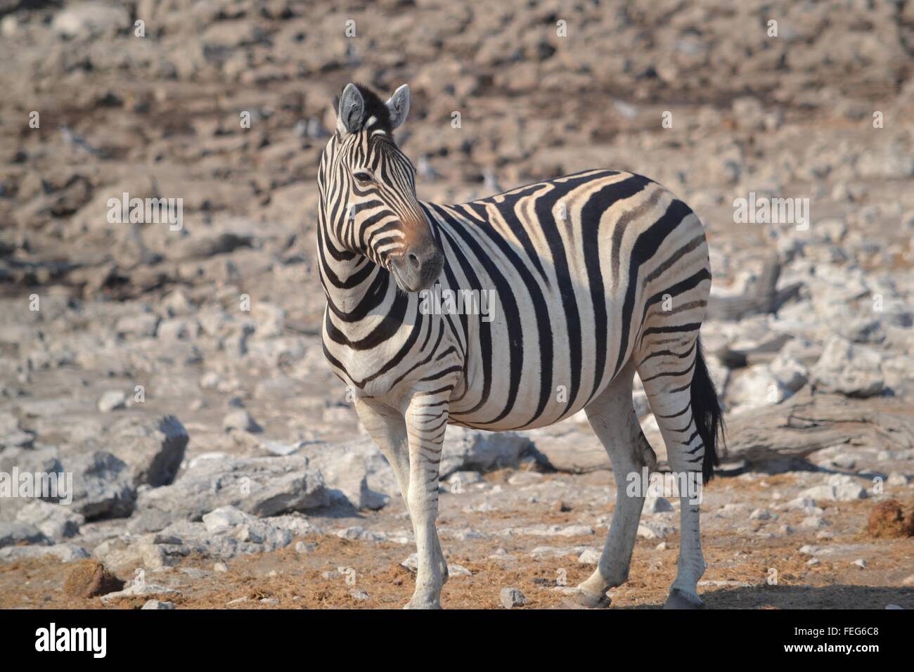 Zèbre dans le parc national d'Etosha, Namibie, Afrique Banque D'Images