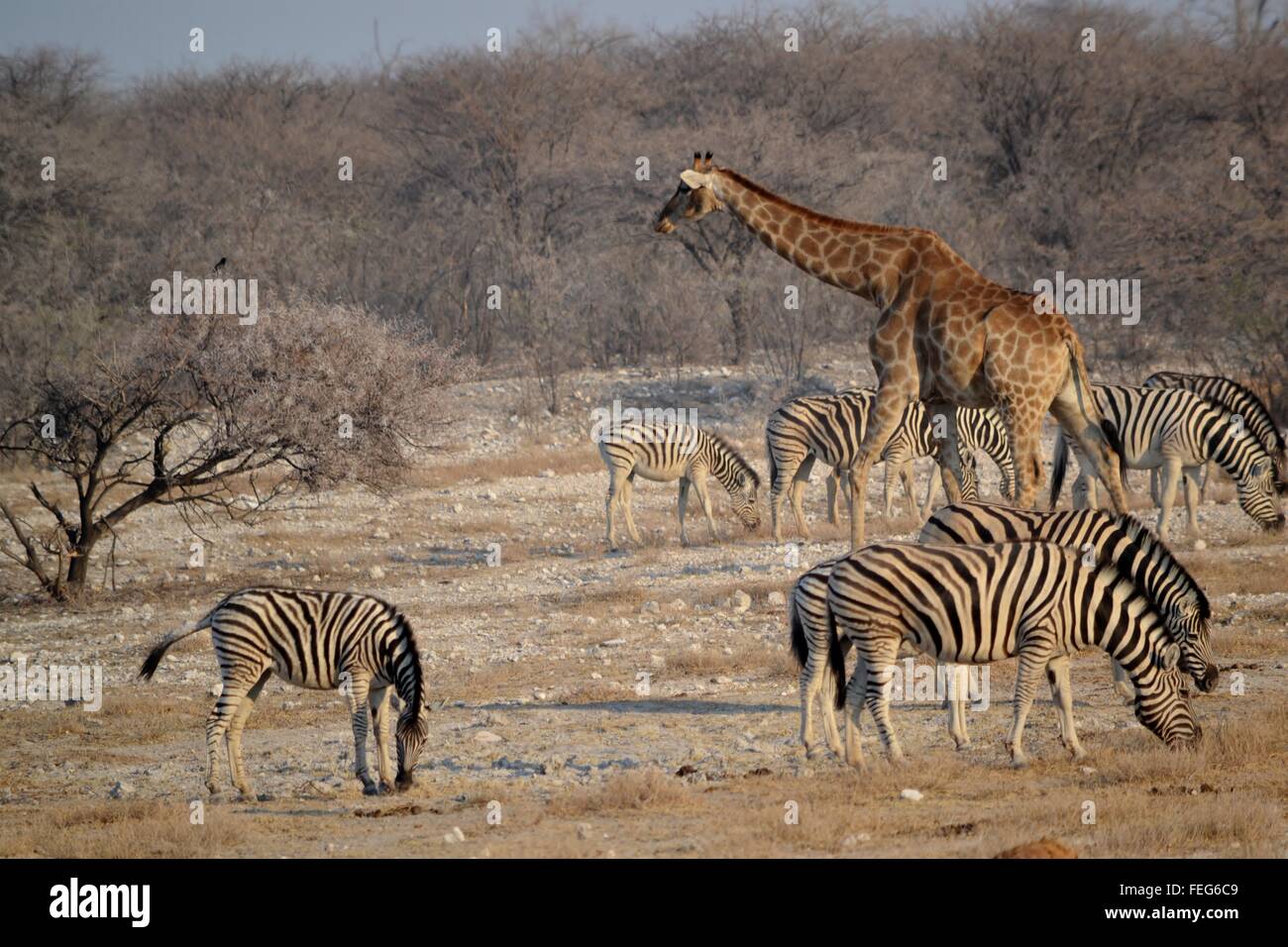 La faune dans le Parc National d'Etosha, Namibie, Afrique Banque D'Images