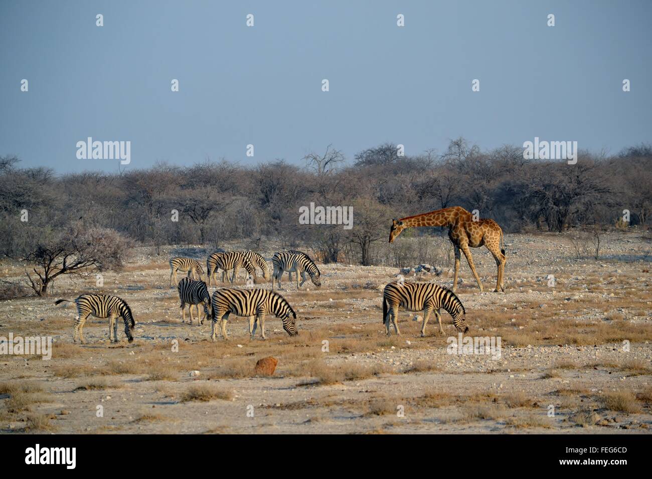 La faune dans le Parc National d'Etosha, Namibie, Afrique Banque D'Images