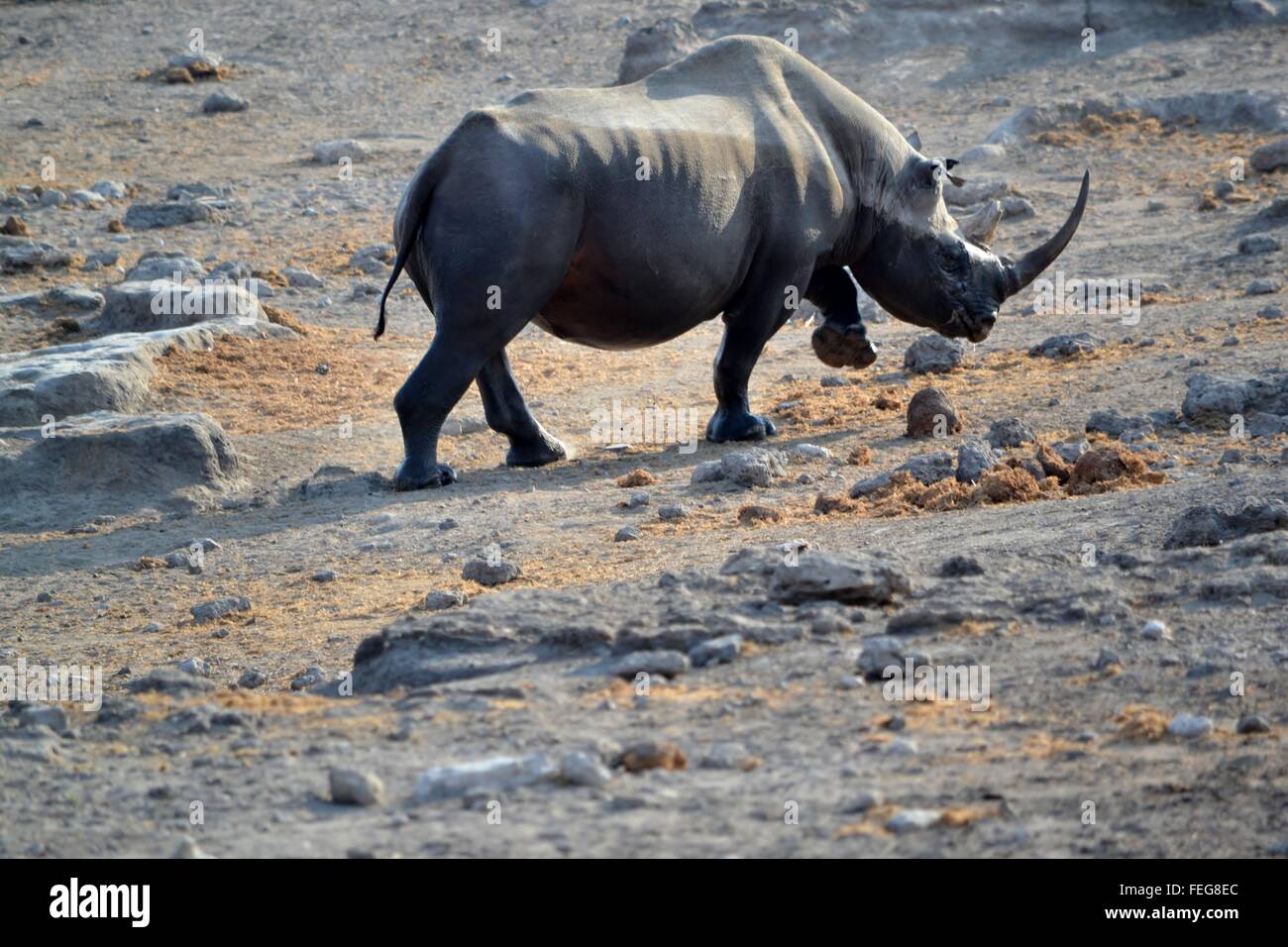 Les rhinocéros noirs dans le parc national d'Etosha, Namibie Banque D'Images