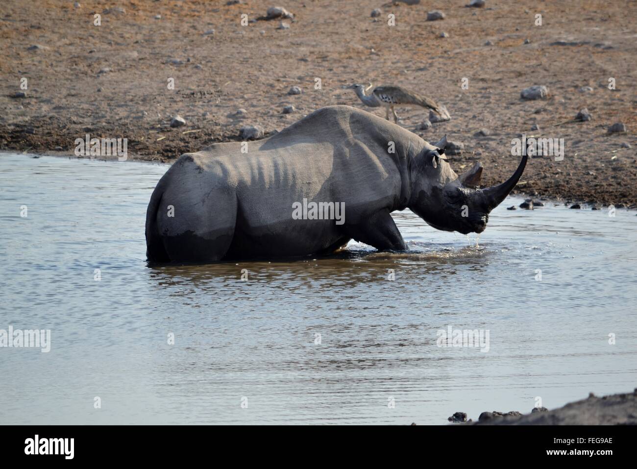 Les rhinocéros noirs dans un étang dans le parc national d'Etosha, Namibie Banque D'Images