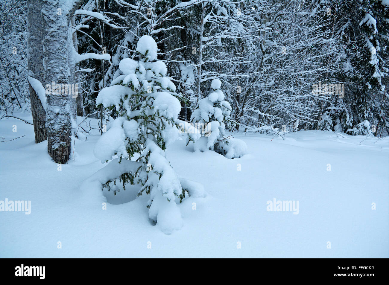 Paysage d'hiver hiver.scène de beauté Banque D'Images