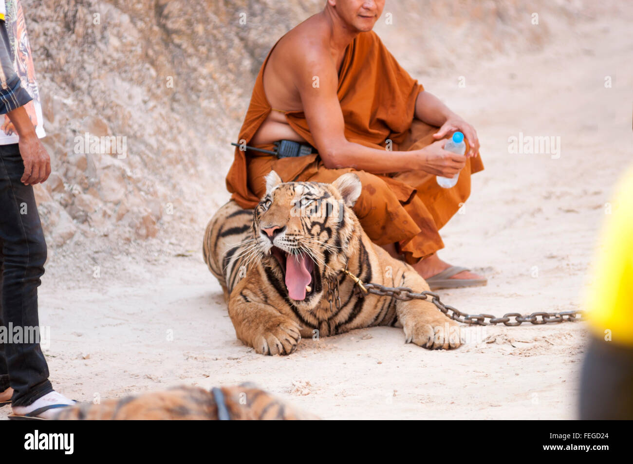 Kanchanaburi, Thaïlande - 12 Février, 2012 : un moine bouddhiste thaï est assis sur un tigre mâle adulte enchaîné comme il rugit dans un temple empl Banque D'Images