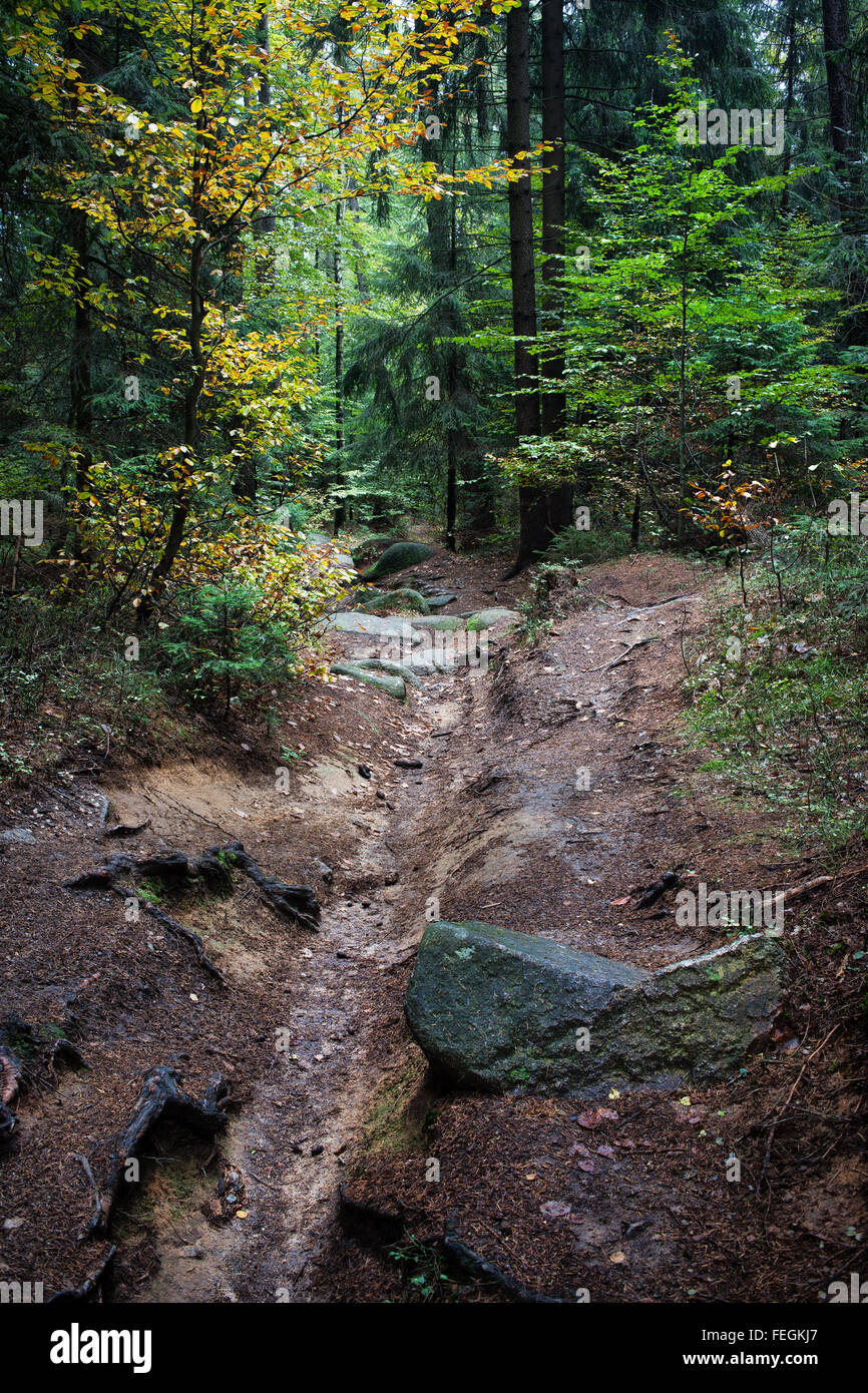 Cours d'eau sans eau dans la forêt de la montagne Banque D'Images