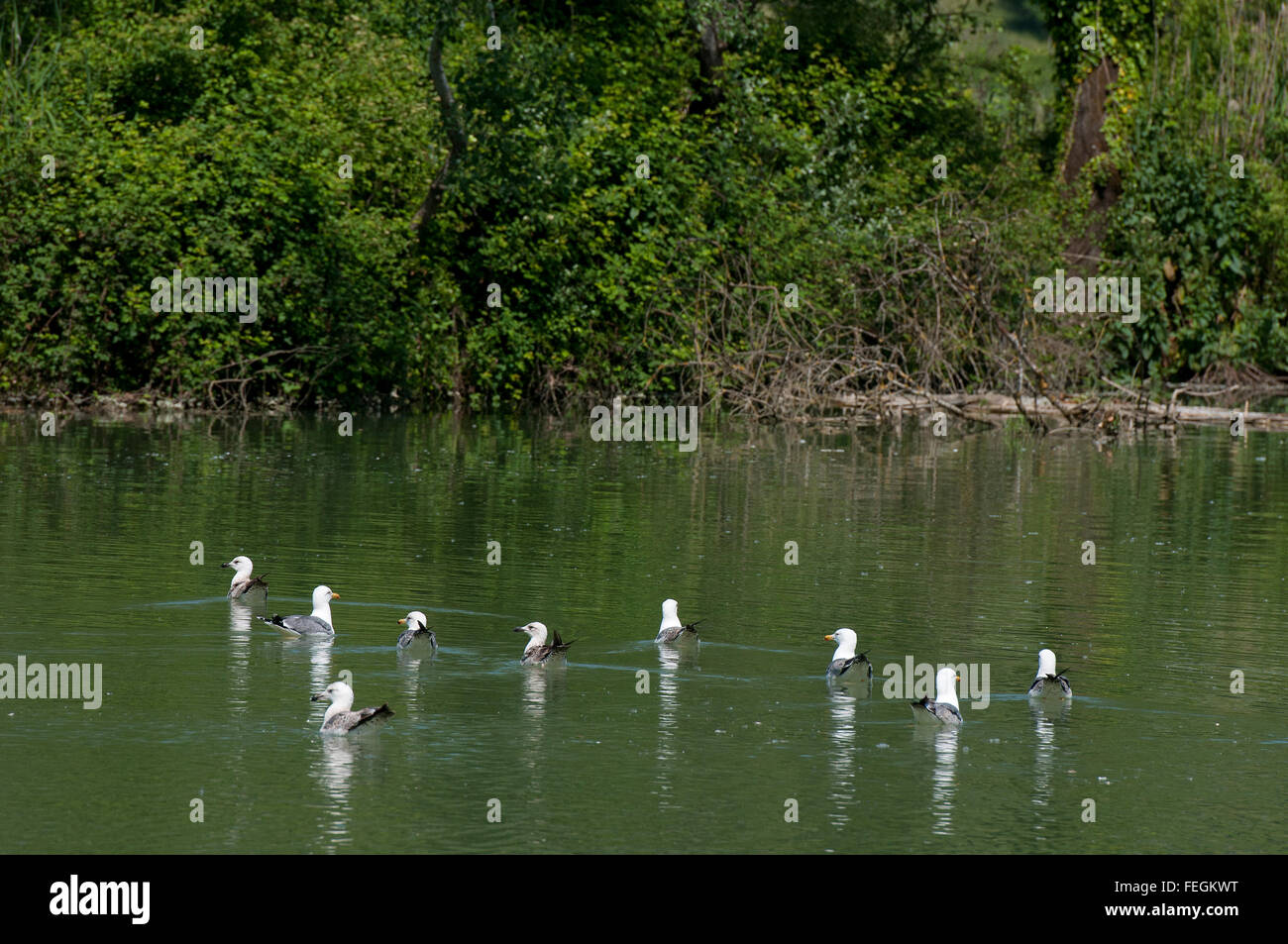 Yellow-legged goélands argentés (Larus cachinnans) dans le Tibre, Réserve Naturelle Régionale Nazzano Tevere-Farfa, lazio, Italie Banque D'Images