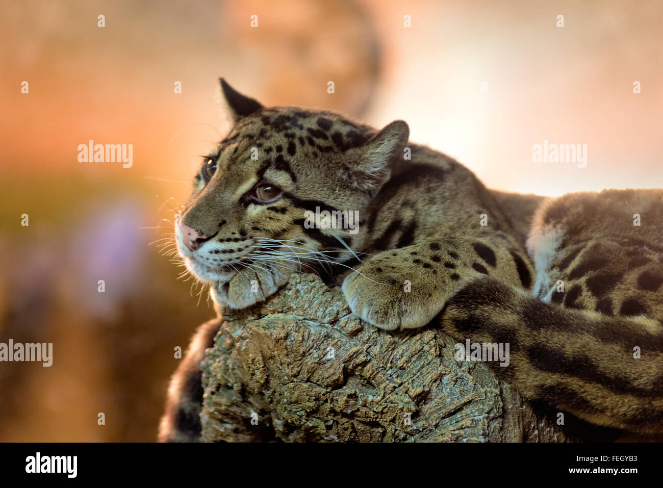 Animaux : les jeunes de la panthère nébuleuse (Neofelis nebulosa) avoir un reste Banque D'Images