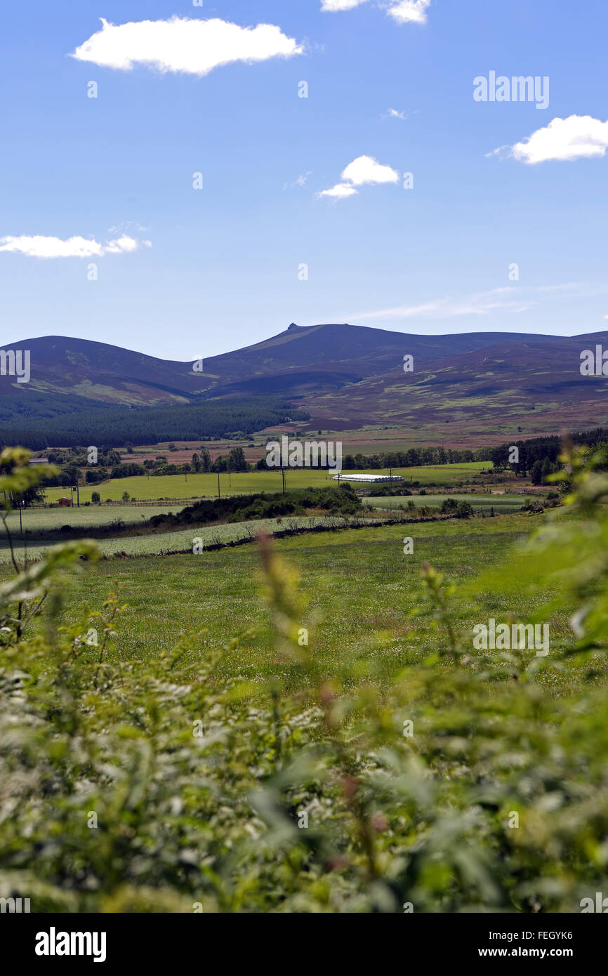La colline de Clachnaben dans Glen Dye, Aberdeenshire, Scotland, UK, avec son granit distinctif visible tor Banque D'Images