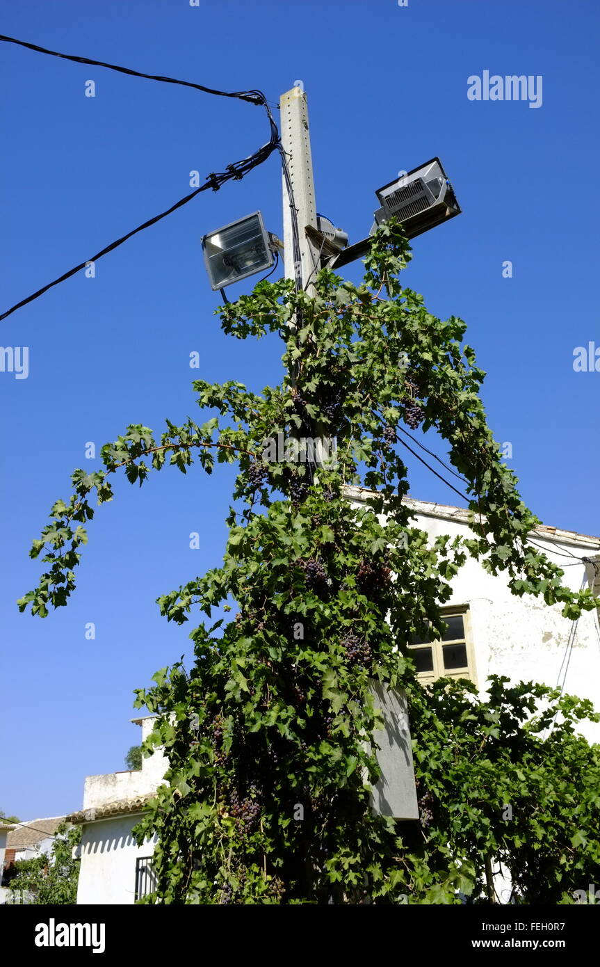 Vine avec grappes de raisin grandissant un lampadaire. Almedinilla, Cordoue. Espagne Banque D'Images
