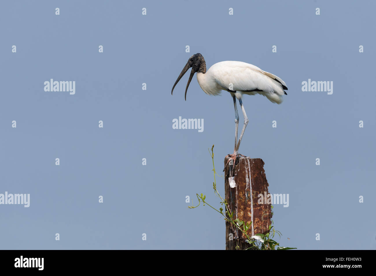 Wood Stork (Mycteria americana), Pantanal, Mato Grosso, Brésil Banque D'Images
