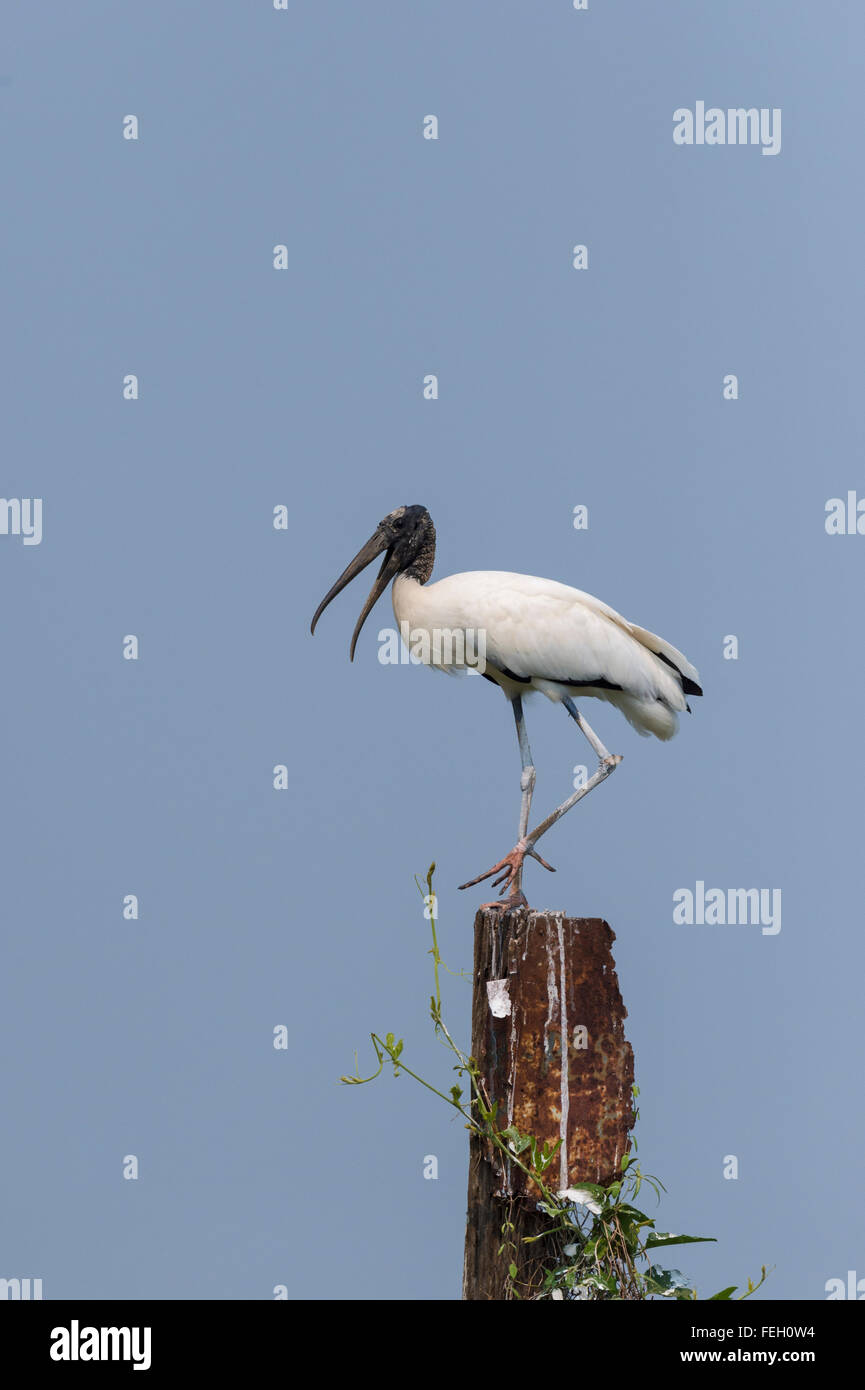Wood Stork (Mycteria americana), Pantanal, Mato Grosso, Brésil Banque D'Images