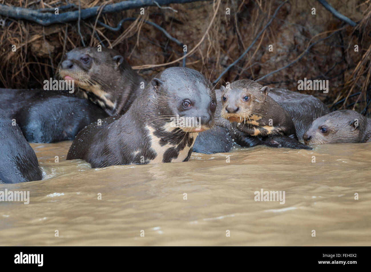 Groupe de loutres de rivière géantes (Pteronura brasiliensis), Pantanal, Mato Grosso, Brésil Banque D'Images