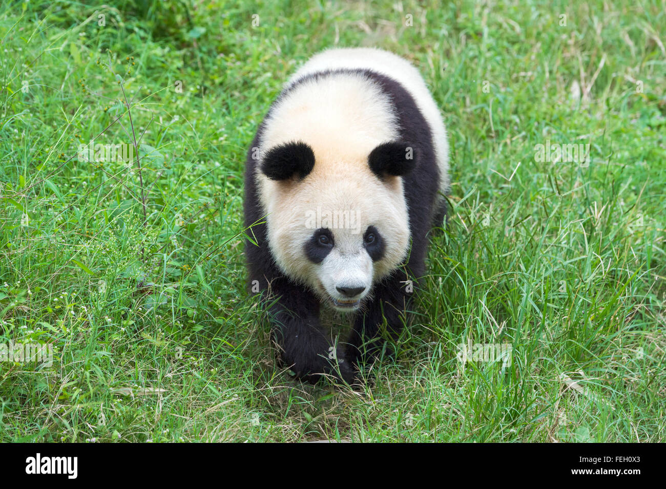 Panda géant (Ailuropoda melanoleuca), de la Chine et de Conservation Centre de recherche pour les pandas géants, Chengdu, Sichuan, Chine Banque D'Images