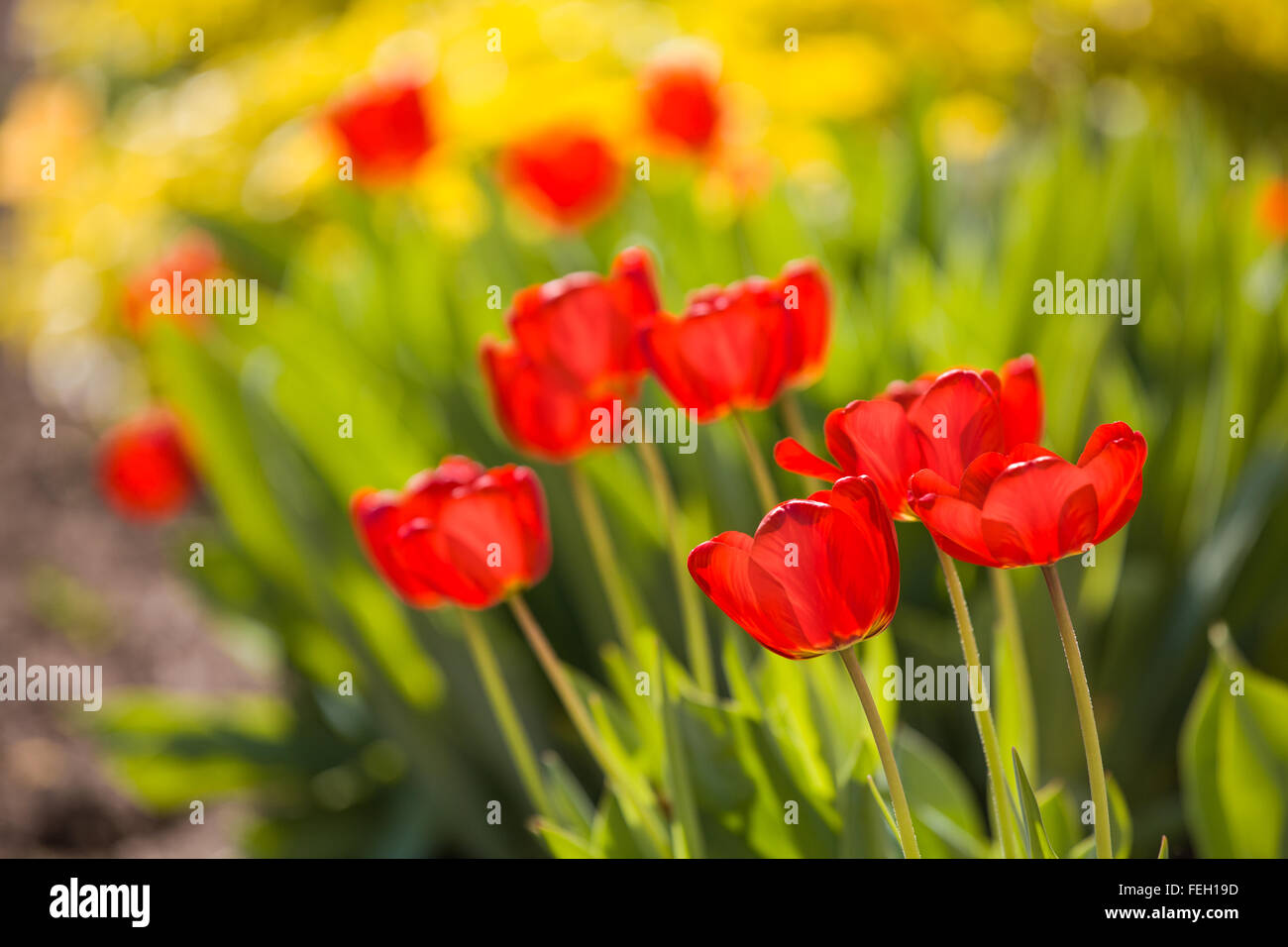 Détail de tulipes rouges dans jardin avec plus jaunes derrière Banque D'Images