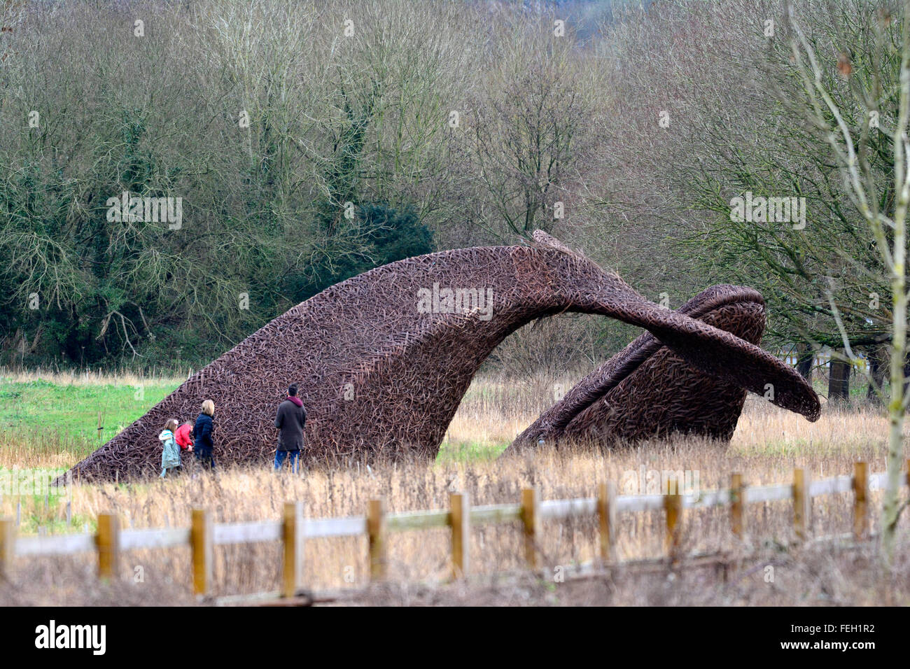Bristol, Royaume-Uni. 7 Février, 2016. La baleine en osier fabriqués à partir de willow cultivés sur la sumerset niveaux. la baleine dans maintenant vu dans les champs à côté de l'entrée en Portway Bristol.Personnes vu prendre un gros plan sur le terrain. ROBERT TIMONEY/AlamyLiveNews Banque D'Images