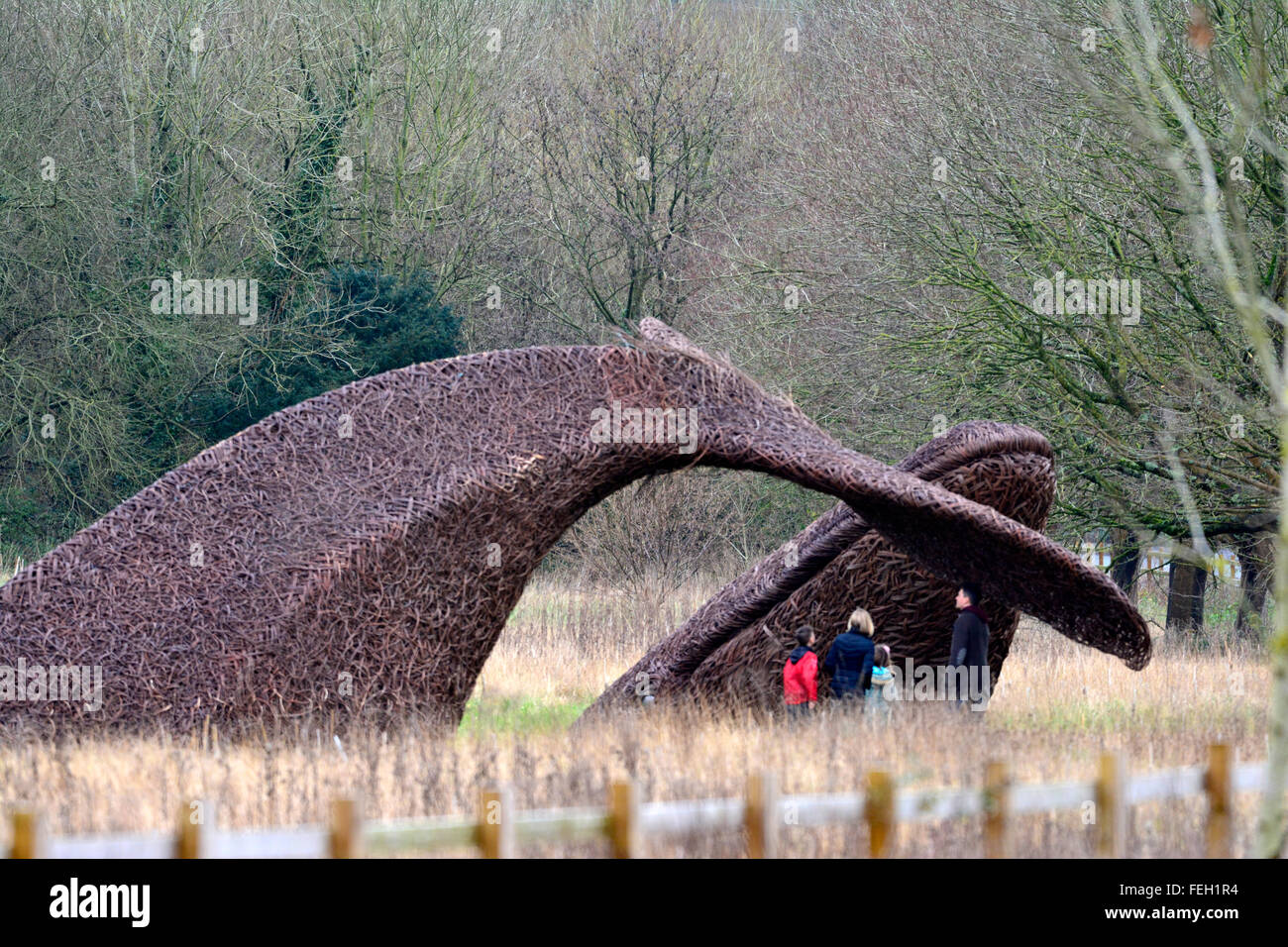 Bristol, Royaume-Uni. 7 Février, 2016. La baleine en osier fabriqués à partir de willow cultivés sur la sumerset niveaux. la baleine dans maintenant vu dans les champs à côté de l'entrée en Portway Bristol.Personnes vu prendre un gros plan sur le terrain. ROBERT TIMONEY/AlamyLiveNews Banque D'Images
