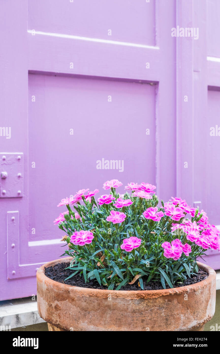 Fleurs roses dans un pot en argile Banque D'Images