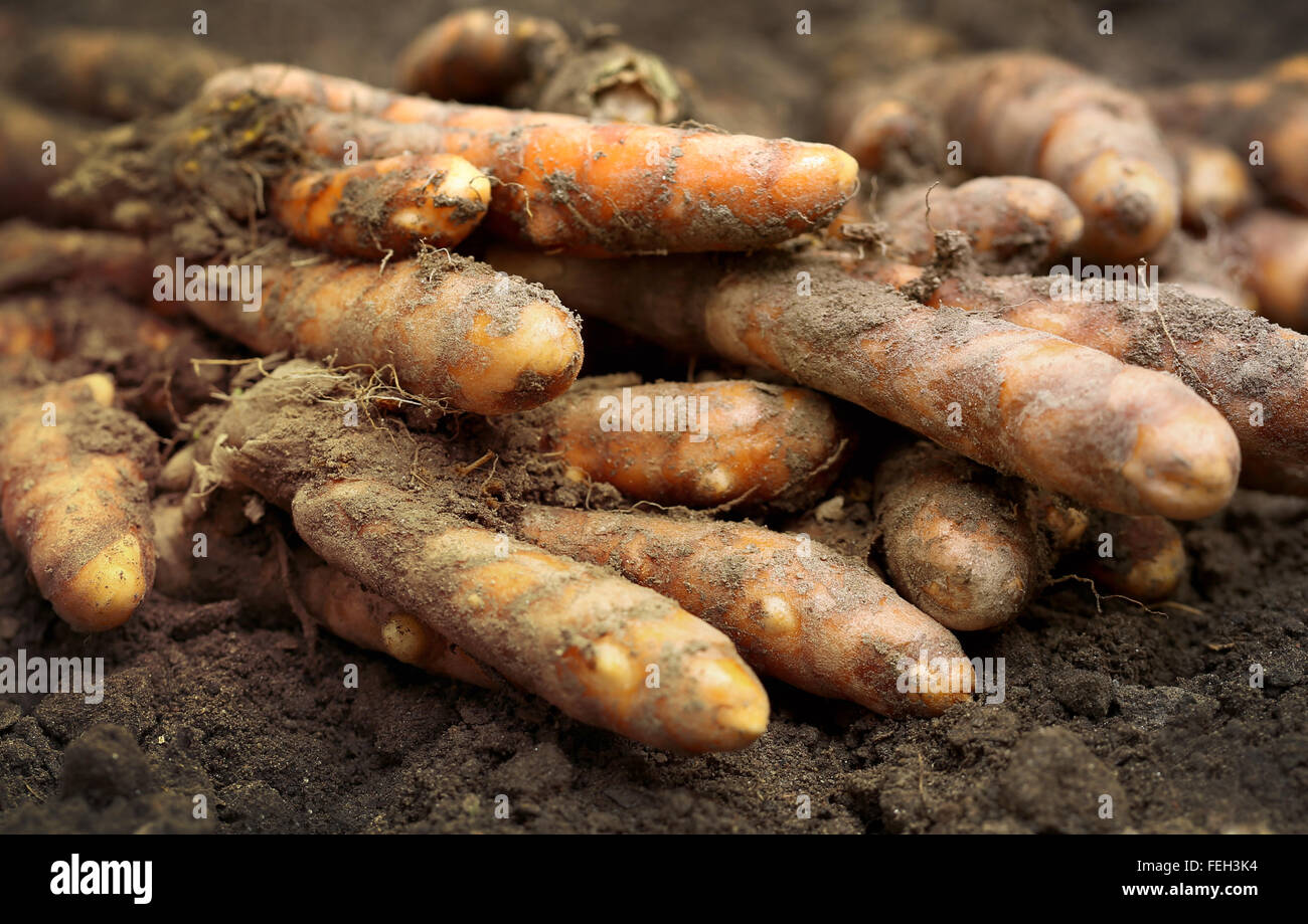 Le curcuma fraîchement récoltés dans des sols cultivés Banque D'Images