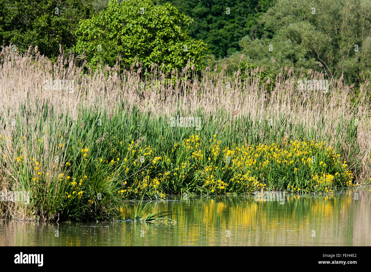 Iris jaune (Iris pseudacorus), Réserve Naturelle Régionale Nazzano Tevere-Farfa, lazio, Italie Banque D'Images