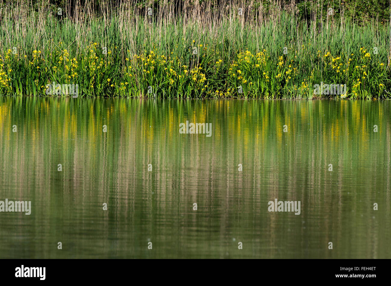 Iris jaune (Iris pseudacorus), Réserve Naturelle Régionale Nazzano Tevere-Farfa, lazio, Italie Banque D'Images