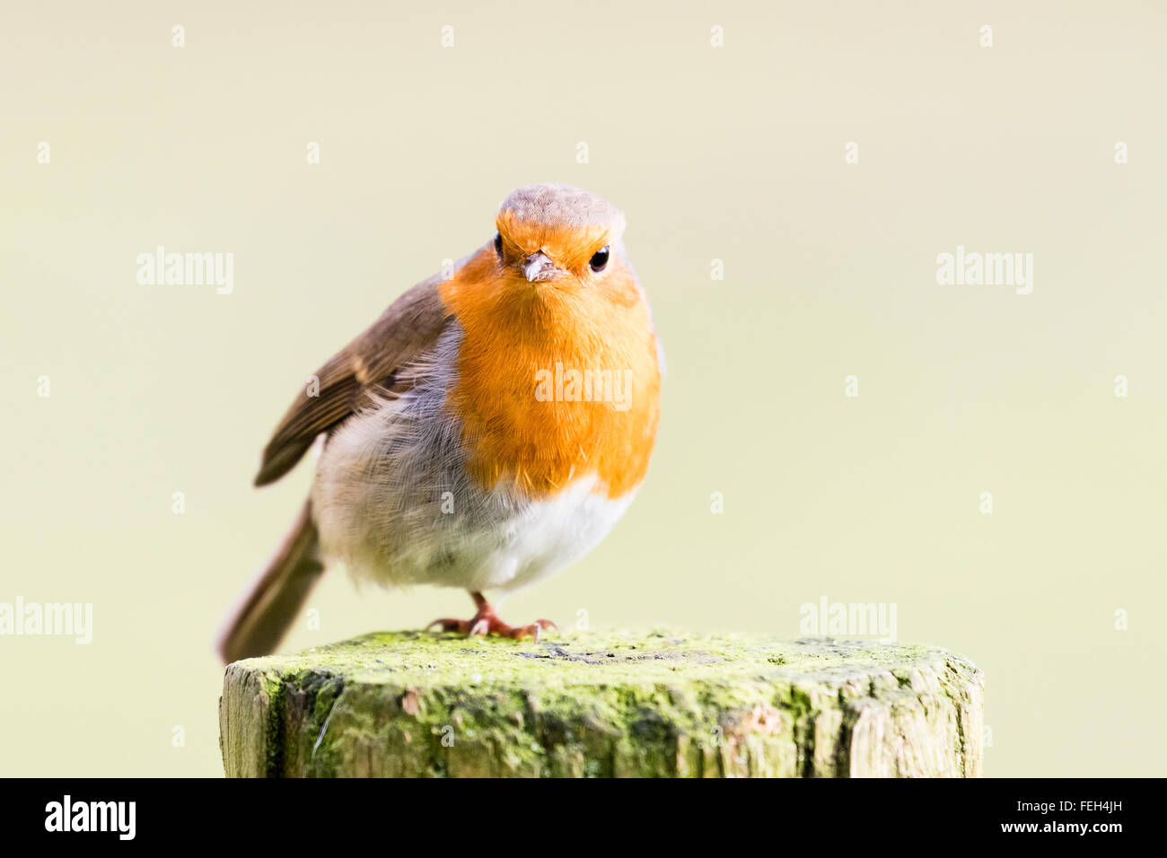 Un merle qui pose à une réserve d'oiseaux locaux Banque D'Images