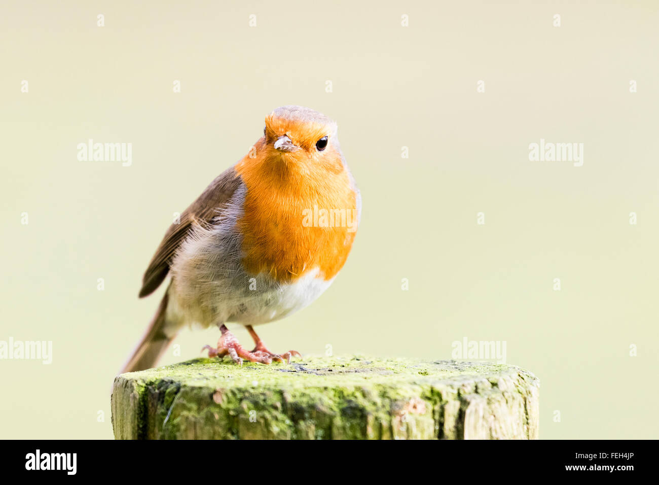Un merle qui pose à une réserve d'oiseaux locaux Banque D'Images