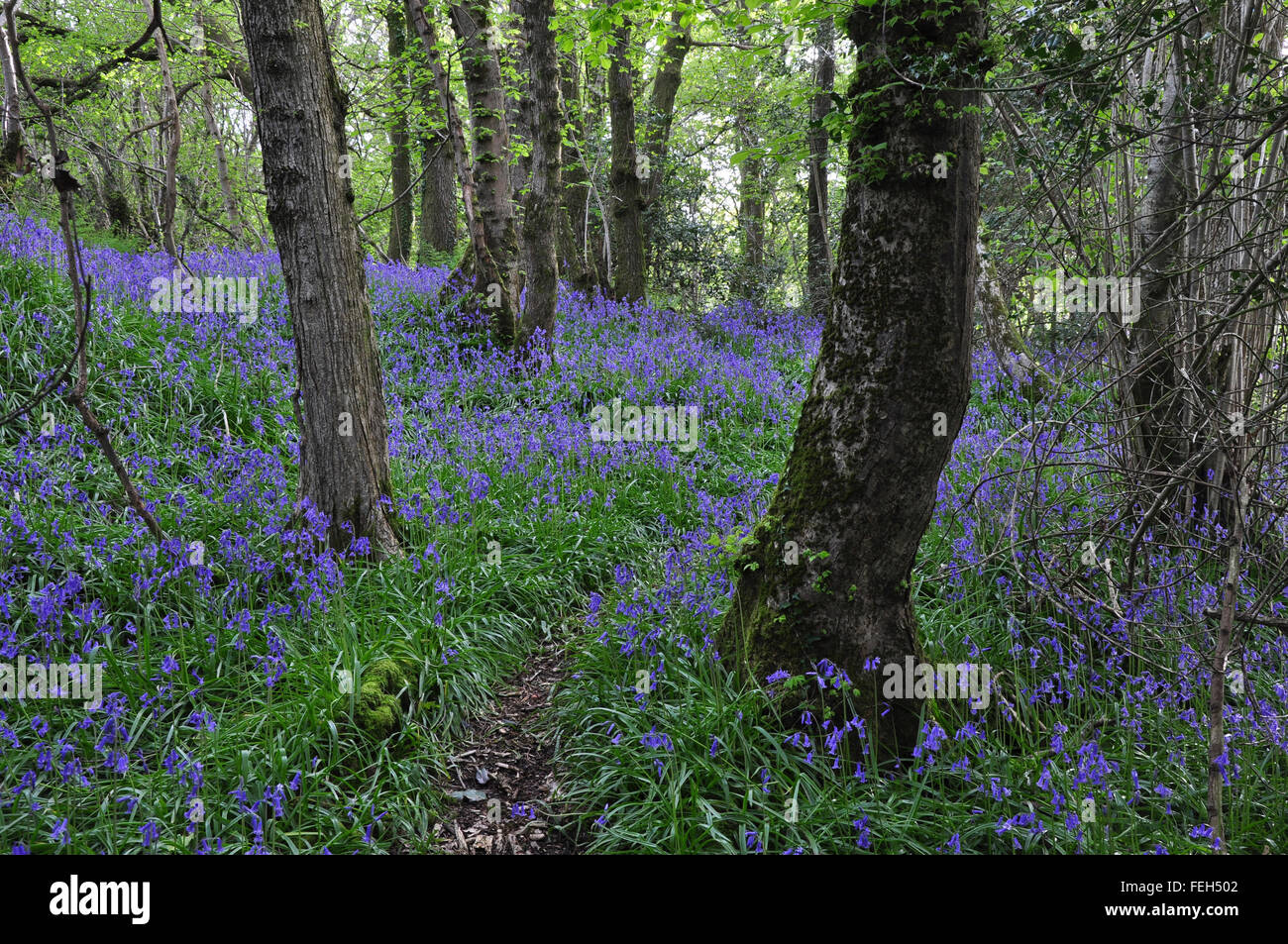Bluebells dans Kingcombe Meadows nature reserve, Dorset Banque D'Images