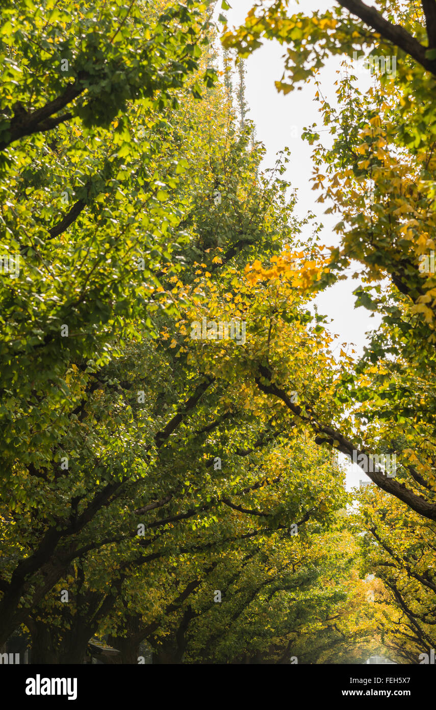 Arbre de ginkgo jaune dans le parc Banque D'Images