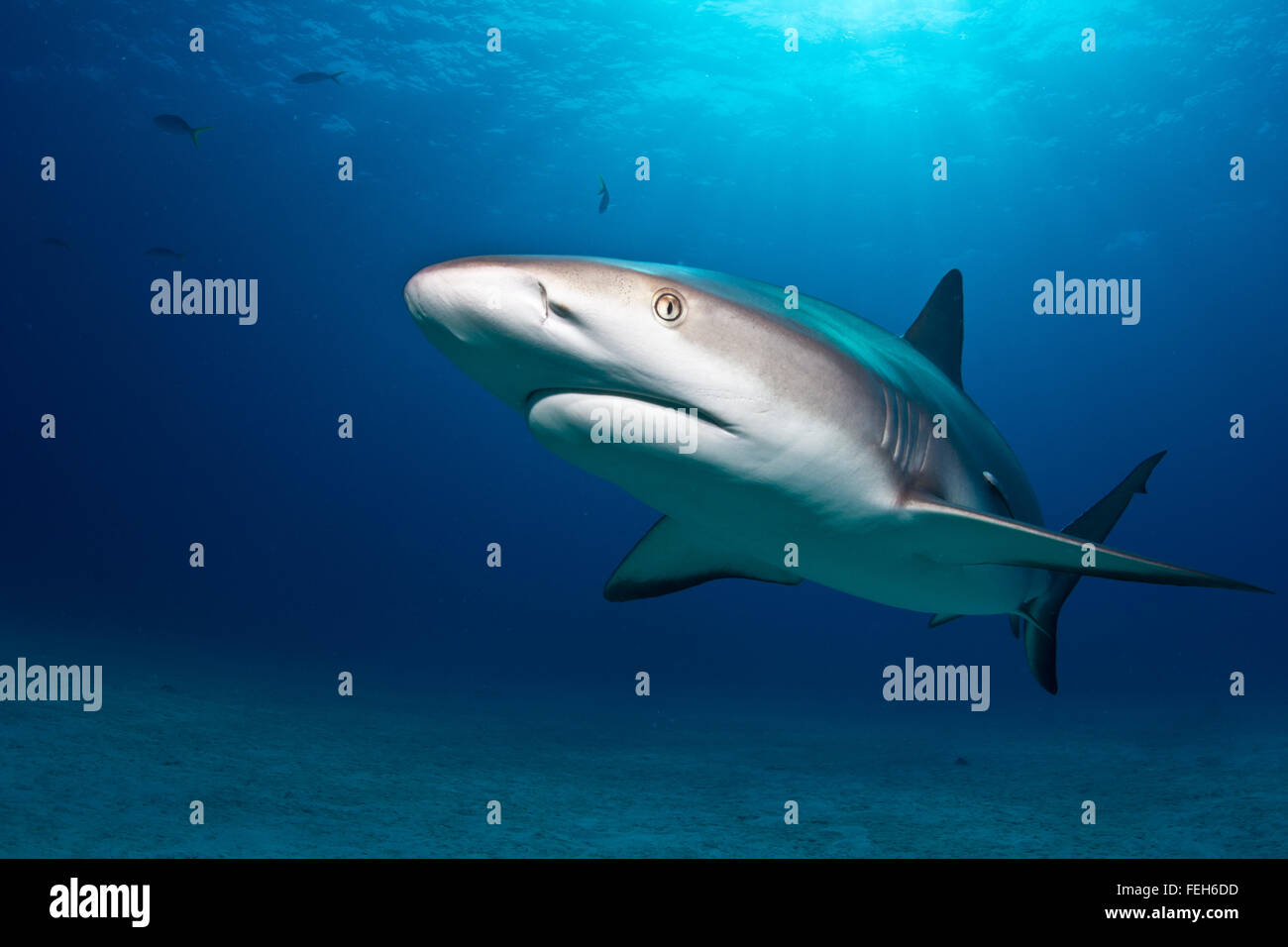 Requin de récif des Caraïbes, Up Close and Personal Banque D'Images