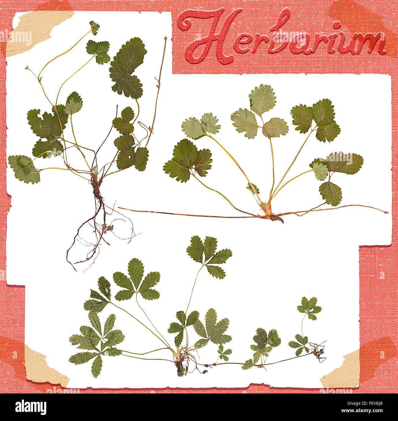 Set enfoncé plante herbier fraises avec racines, feuilles et bourgeons isolated Banque D'Images