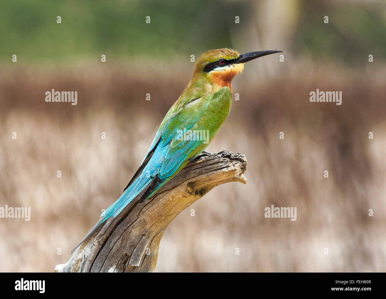 Blue-tailed bee-eater au Sri Lanka, percher sur arbre mort avec champs en arrière-plan Banque D'Images