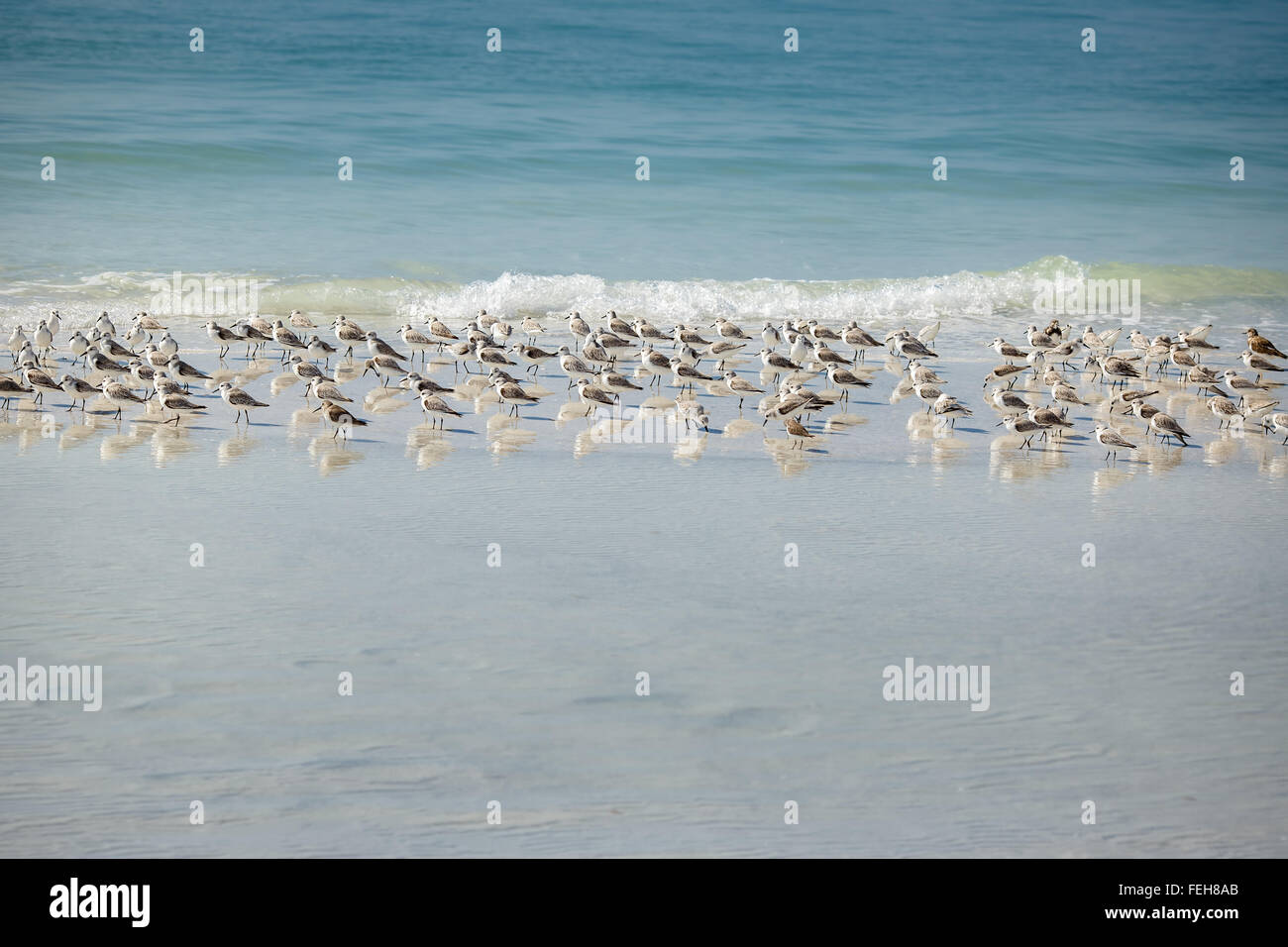 Un hiver à troupeau Sandpiper Siesta Key Beach en Floride Banque D'Images