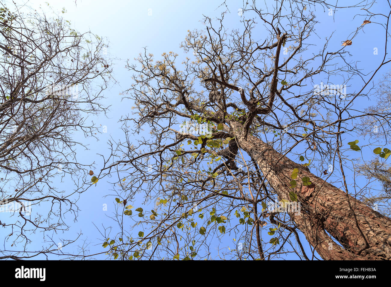 Grand pin arbre avec direction à sec sur fond de ciel bleu ensoleillé. Cet arbre est sur le marche intérieur Phukradueng parc national dans Lo Banque D'Images