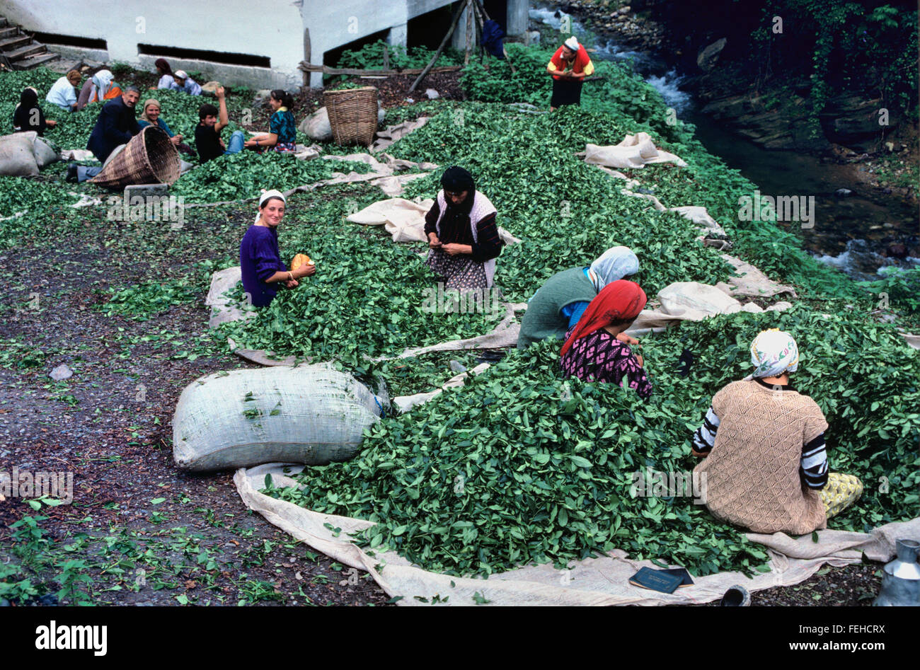 Les femmes turques Tri par le biais de la récolte de thé, Hopa près d'Artvin, dans la région de la mer Noire du nord de la Turquie Banque D'Images