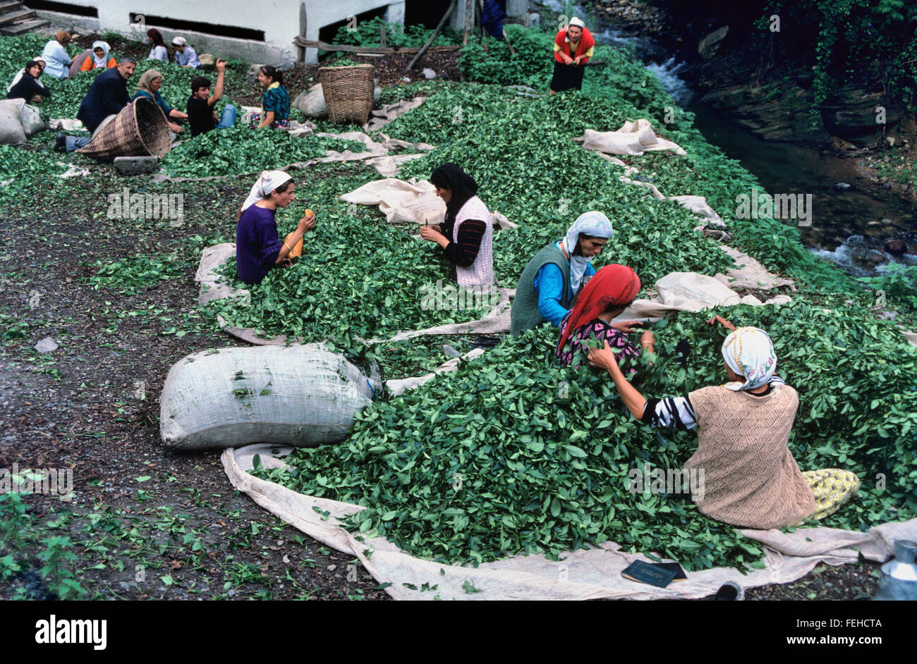 Les femmes turques Tri par le biais de la récolte de thé, Hopa près d'Artvin, dans la région de la mer Noire du nord de la Turquie Banque D'Images