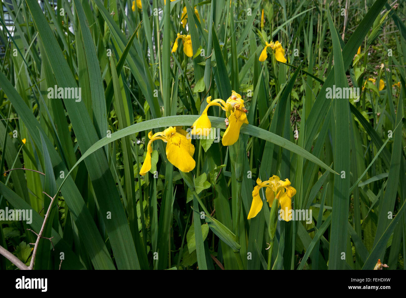 Iris jaune (Iris pseudacorus), Réserve Naturelle Régionale Nazzano Tevere-Farfa, lazio, Italie Banque D'Images