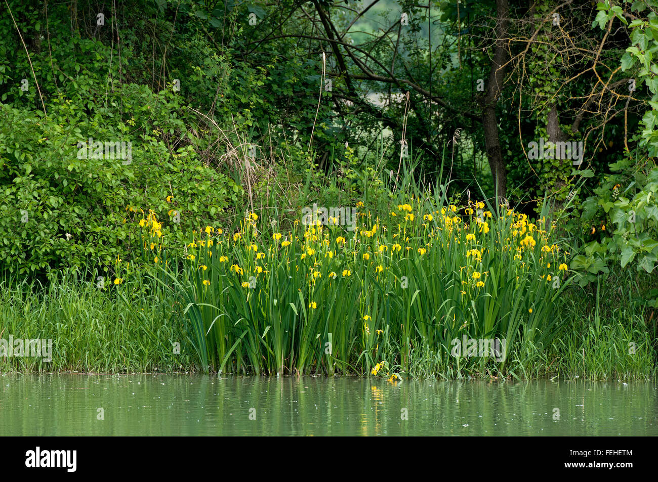 Iris jaune (Iris pseudacorus), Réserve Naturelle Régionale Nazzano Tevere-Farfa, lazio, Italie Banque D'Images