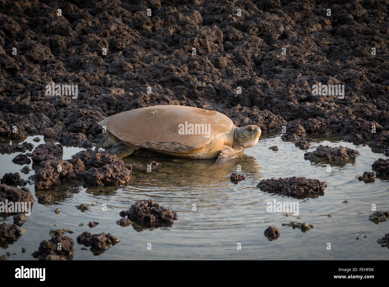 Une tortue verte elle-même le transport de retour vers la mer après la ponte des œufs sur les rives de l'île de Poilao des Bijagos, Guinée Bissau Banque D'Images