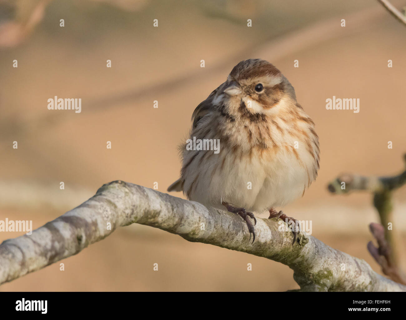 Reed Bunting à scrub au château de Loch nature reserve, Lochmaben, Dumfries et Galloway, UK Banque D'Images