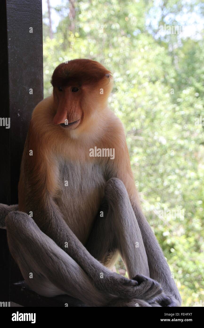 Proboscis Monkey posant avec grâce. Banque D'Images