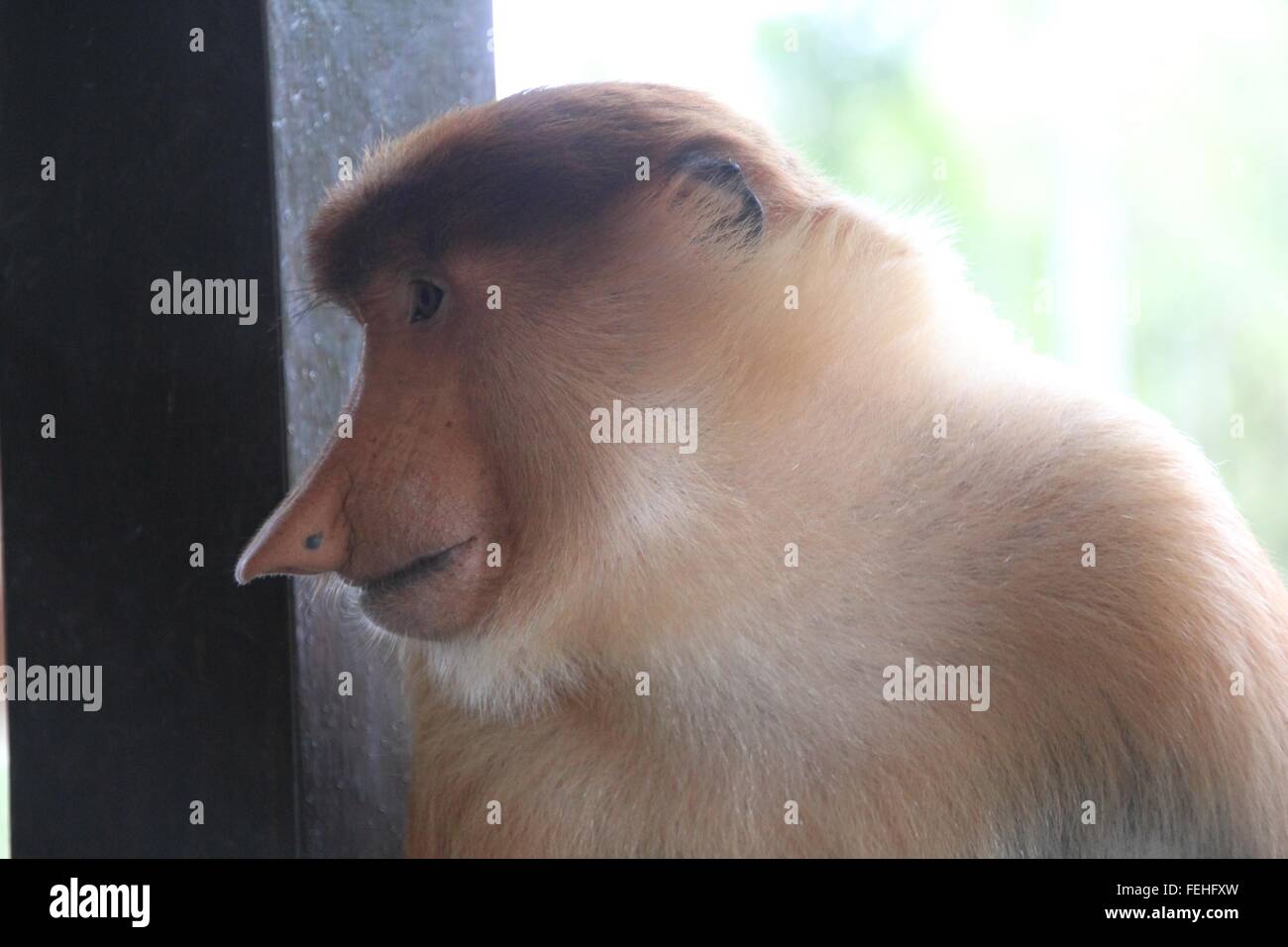 Des femmes. Proboscis Monkey posant avec grâce. Banque D'Images